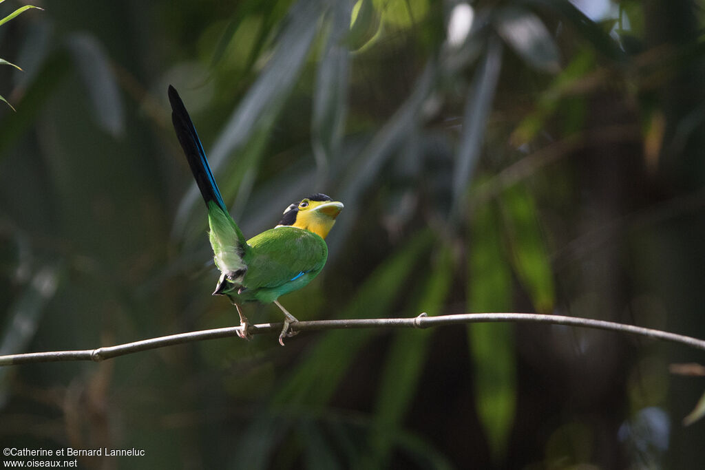 Long-tailed Broadbilladult, courting display