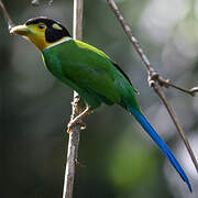 Long-tailed Broadbill