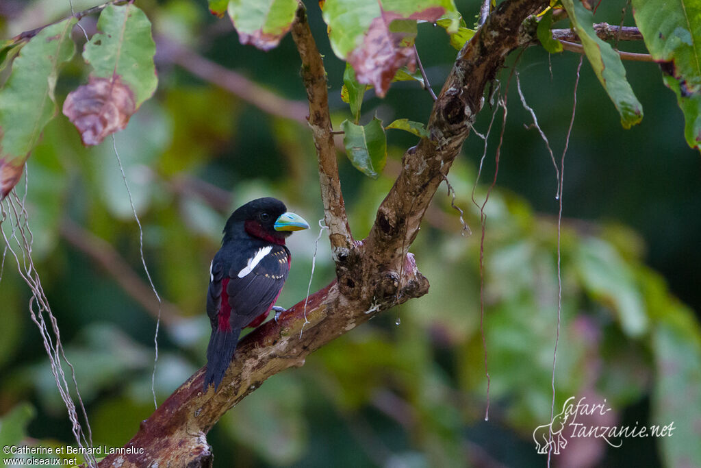 Black-and-red Broadbilladult, habitat