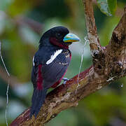 Black-and-red Broadbill