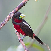 Black-and-red Broadbill