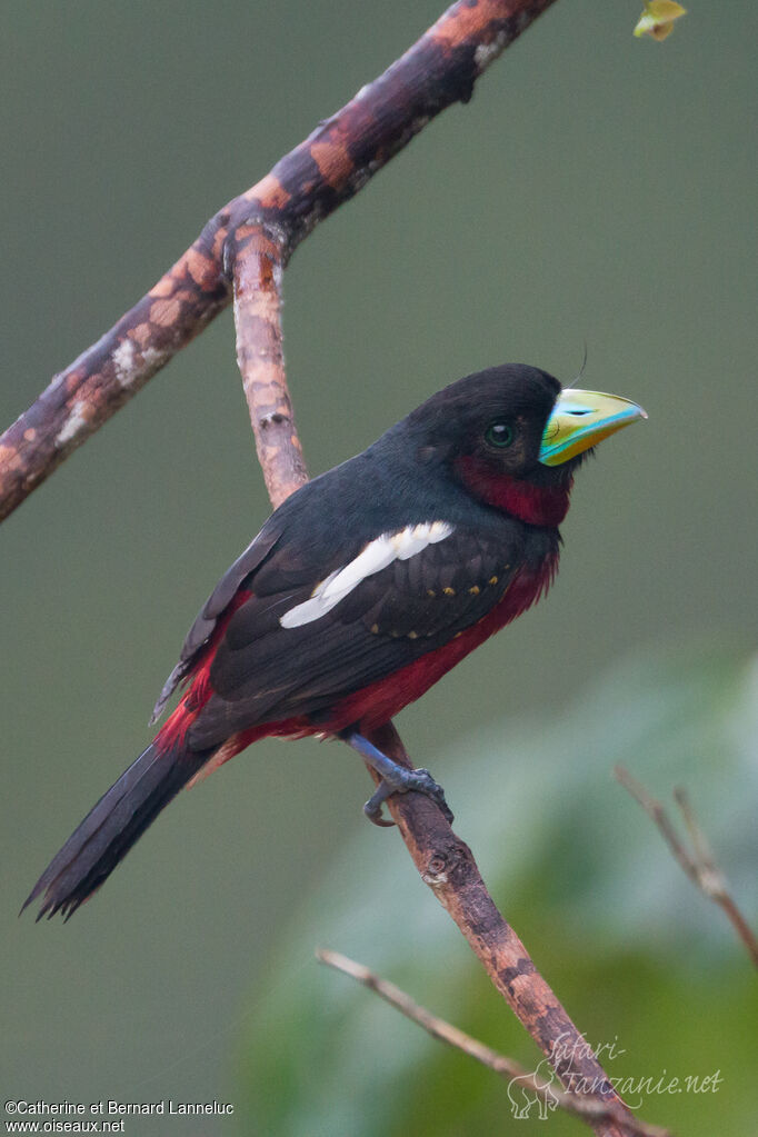 Black-and-red Broadbilladult, identification