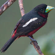 Black-and-red Broadbill