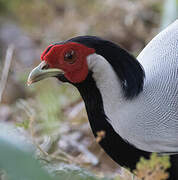 Silver Pheasant