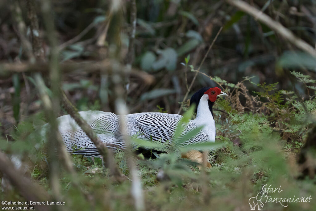 Silver Pheasant male adult, habitat