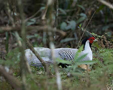 Silver Pheasant