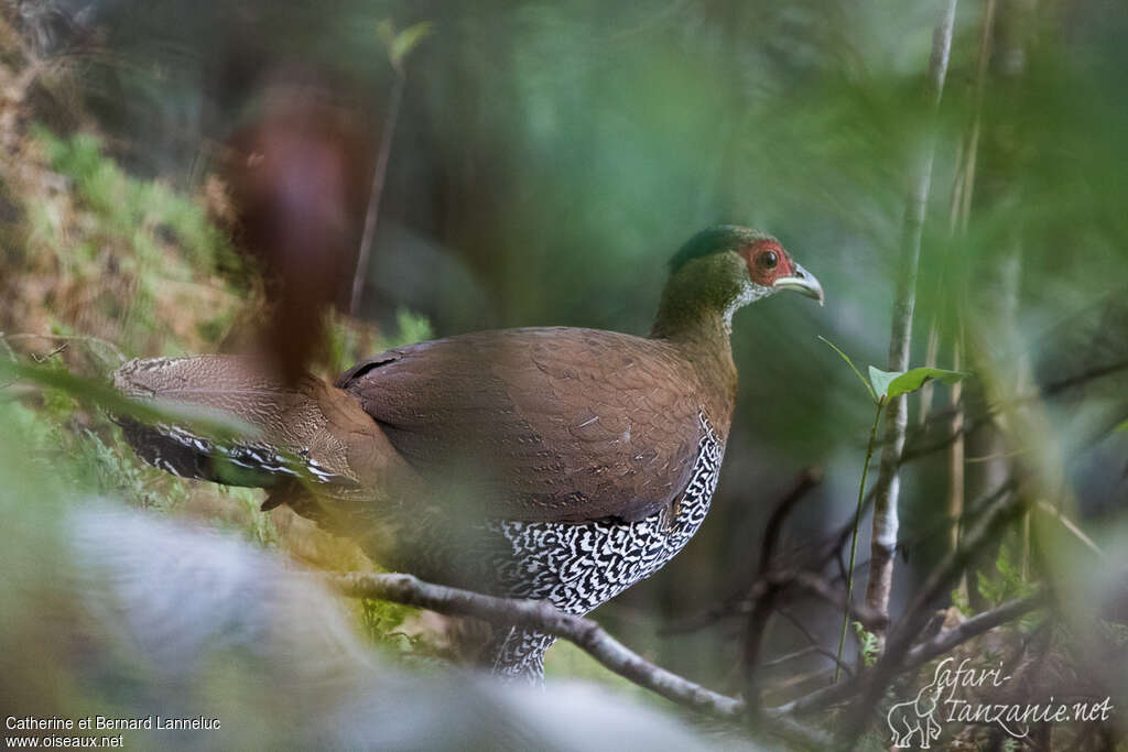 Silver Pheasant female adult, identification