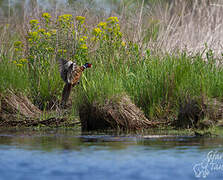 Common Pheasant