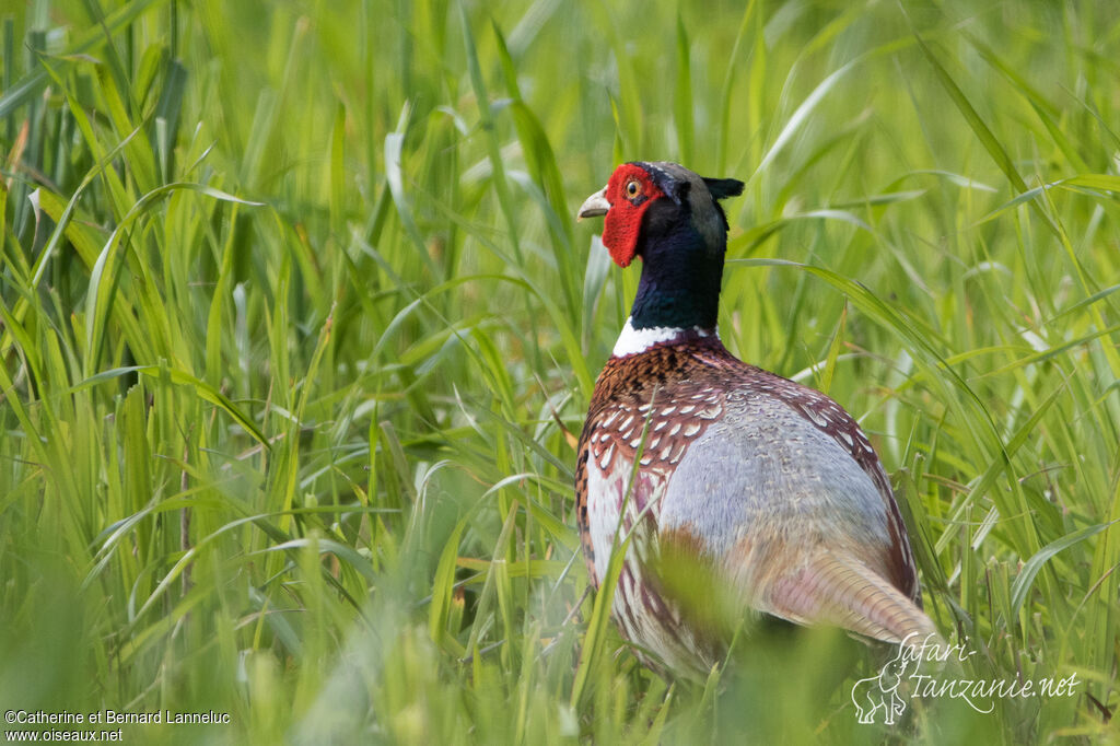 Common Pheasant male adult