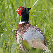 Common Pheasant