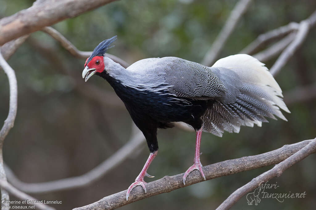 Kalij Pheasant male adult, identification