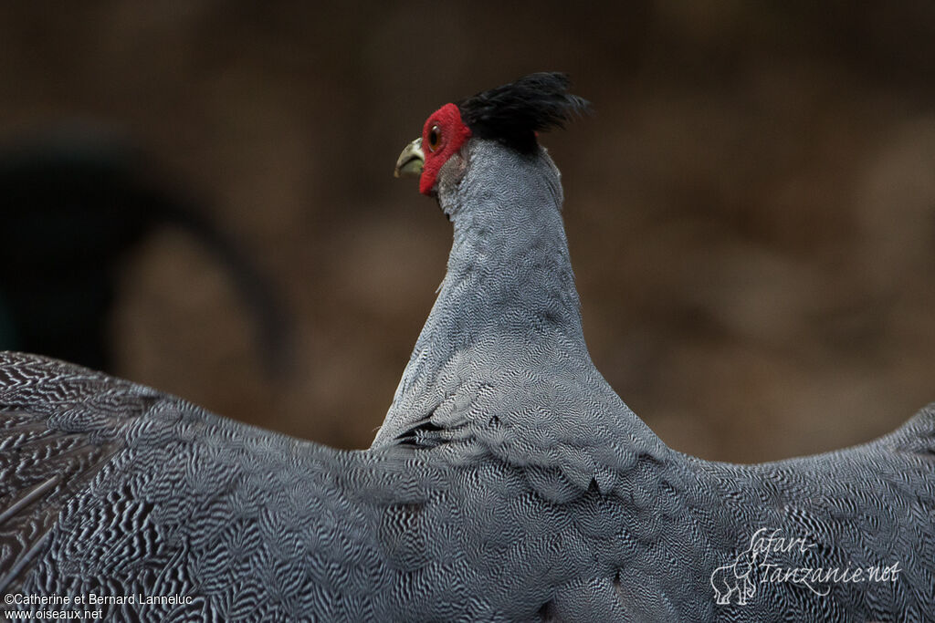 Kalij Pheasant male adult, aspect