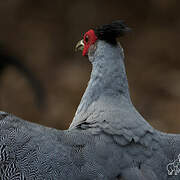 Kalij Pheasant