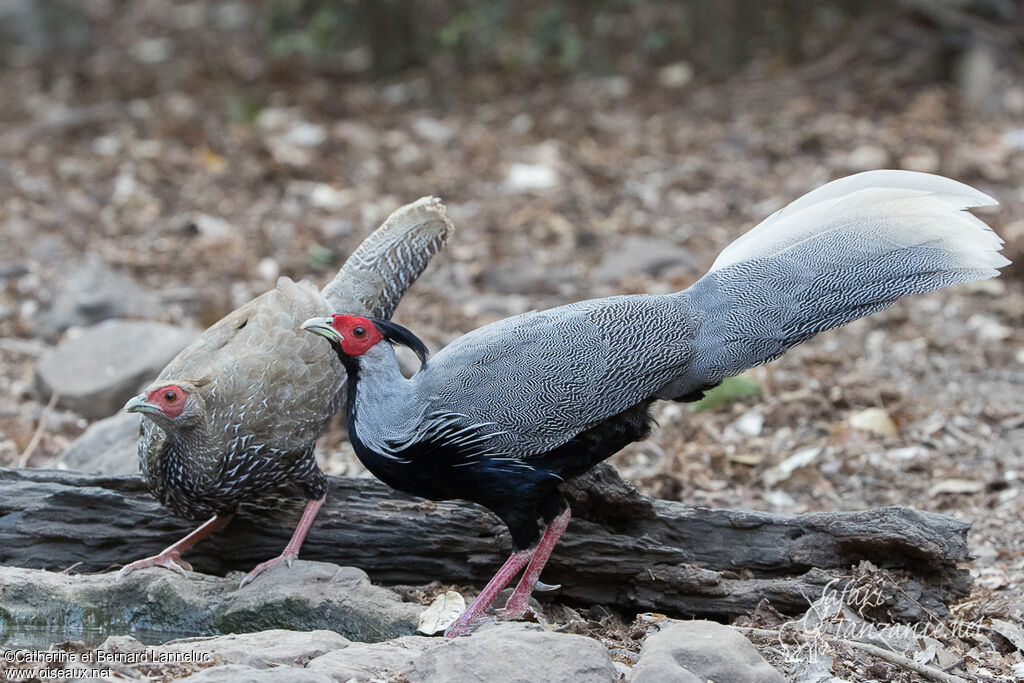 Kalij Pheasantadult, drinks