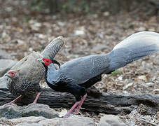 Kalij Pheasant