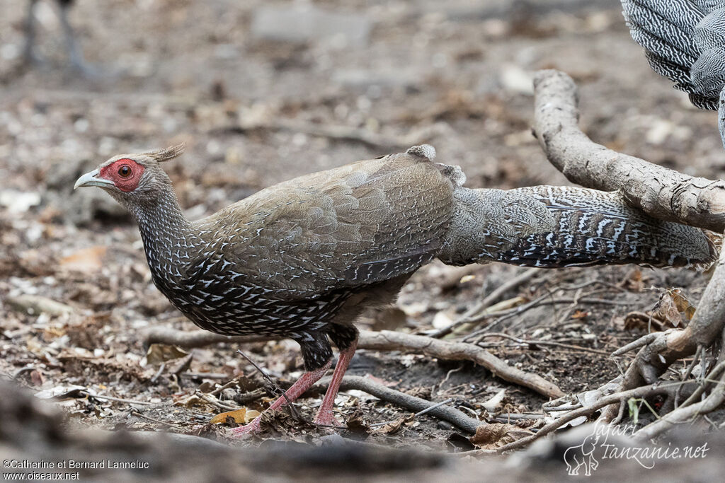 Faisan leucomèle femelle adulte, identification