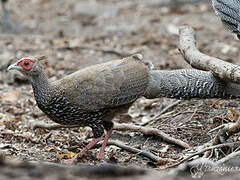 Kalij Pheasant