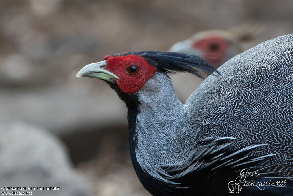 Kalij Pheasant male adult, close-up portrait