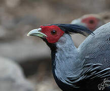 Kalij Pheasant