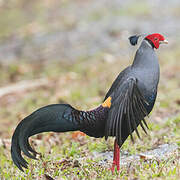 Siamese Fireback