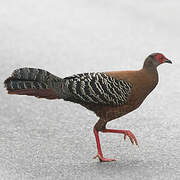 Siamese Fireback