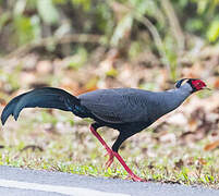 Siamese Fireback
