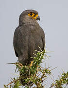 Grey Kestrel