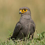 Grey Kestrel