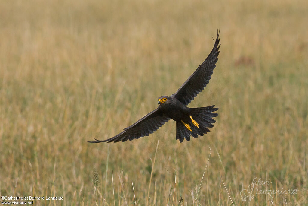 Grey Kestreladult, Flight