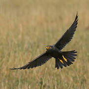 Grey Kestrel