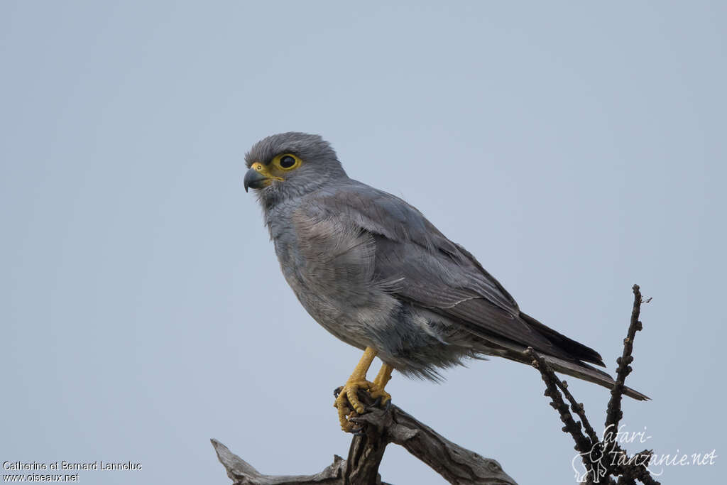 Grey Kestreladult, identification