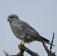 Grey Kestrel