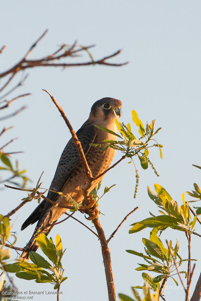 Red-necked Falconadult, identification