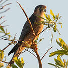 Faucon chicquera