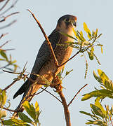 Red-necked Falcon