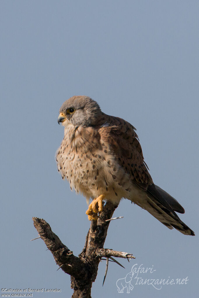 Common Kestrel male adult, identification