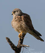 Common Kestrel