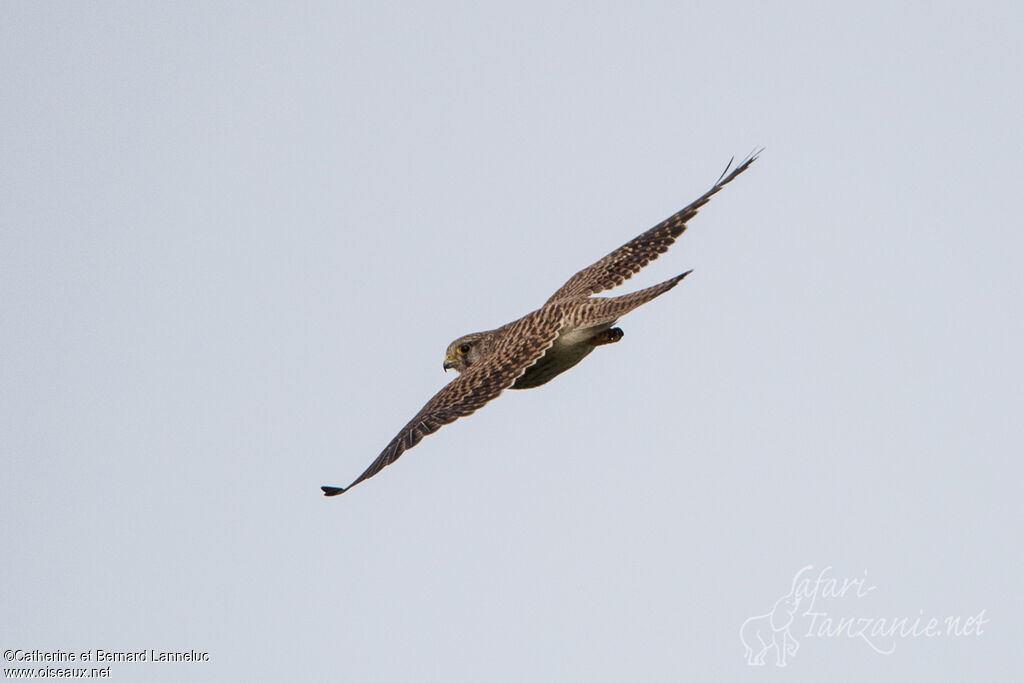 Common Kestrel female adult, Flight