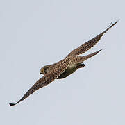 Common Kestrel