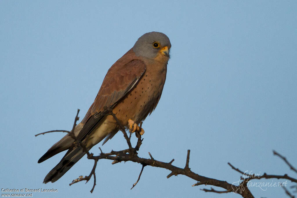 Lesser Kestrel male adult, identification