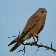 Lesser Kestrel