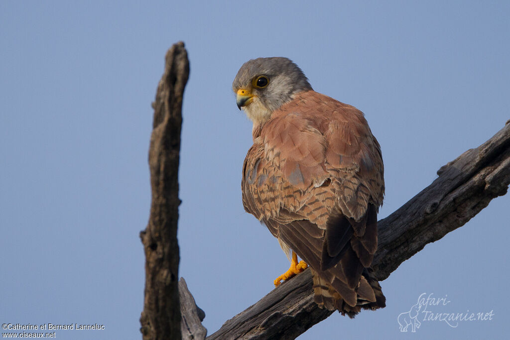 Lesser Kestrel male subadult