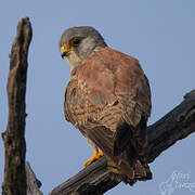 Lesser Kestrel