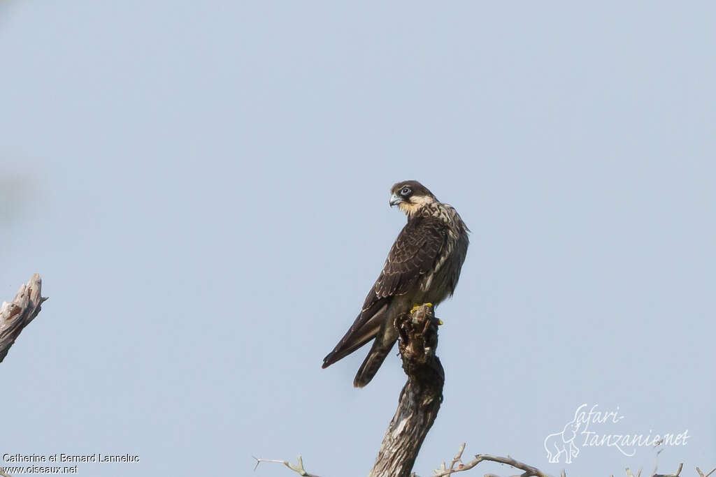 Eleonora's FalconFirst year, identification