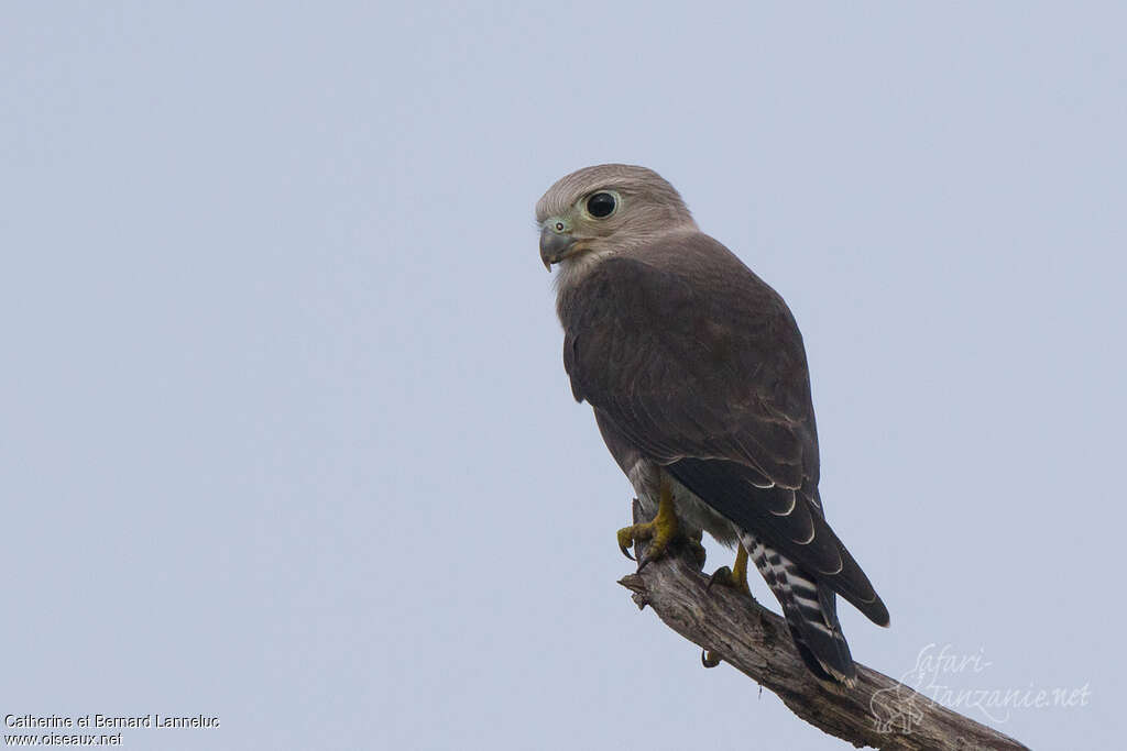 Dickinson's KestrelFirst year, identification, Behaviour