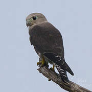 Dickinson's Kestrel