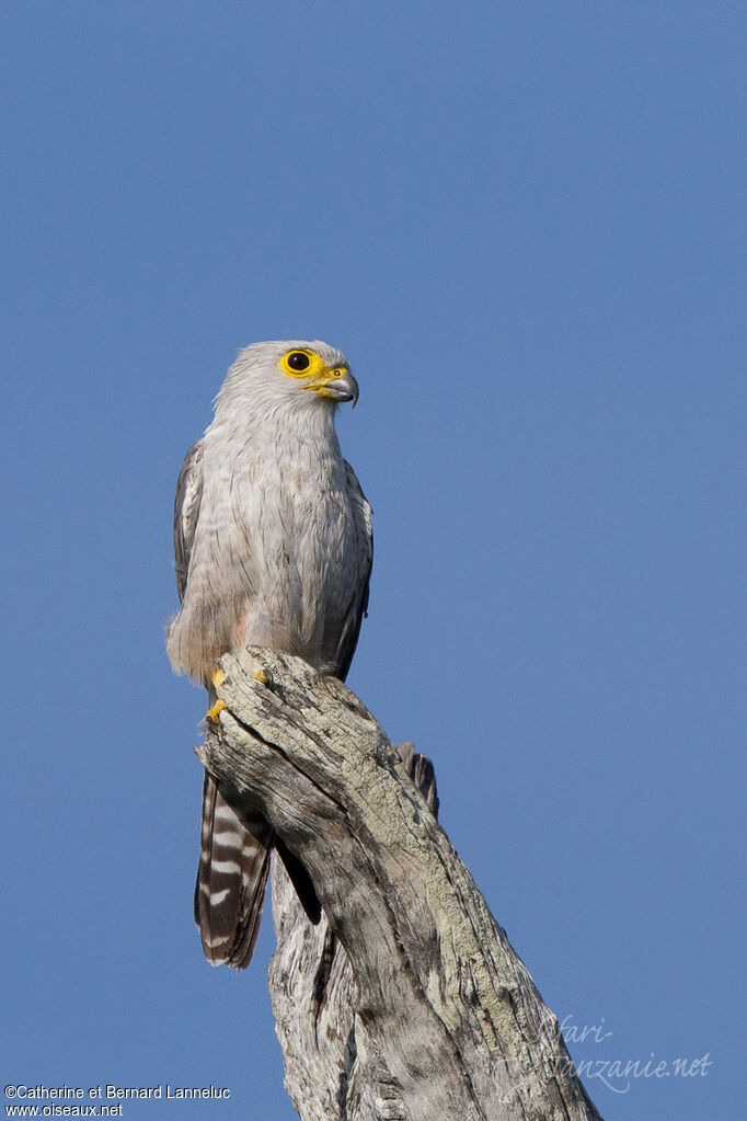 Dickinson's Kestrelsubadult, identification