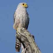 Dickinson's Kestrel