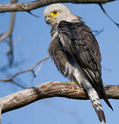 Dickinson's Kestrel