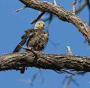 Dickinson's Kestrel